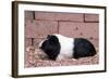 Dutch Guinea Pig-null-Framed Photographic Print