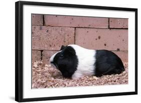 Dutch Guinea Pig-null-Framed Photographic Print