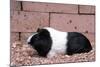 Dutch Guinea Pig-null-Mounted Photographic Print