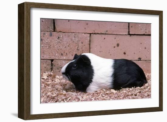 Dutch Guinea Pig-null-Framed Photographic Print