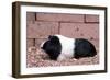 Dutch Guinea Pig-null-Framed Photographic Print