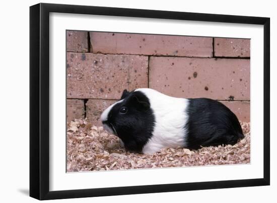 Dutch Guinea Pig-null-Framed Photographic Print