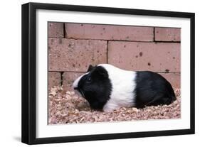 Dutch Guinea Pig-null-Framed Photographic Print