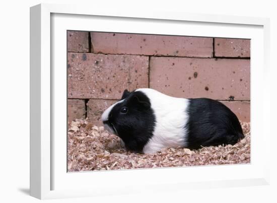 Dutch Guinea Pig-null-Framed Photographic Print