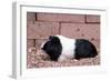 Dutch Guinea Pig-null-Framed Photographic Print