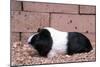 Dutch Guinea Pig-null-Mounted Photographic Print