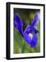 Dutch Iris Professor Blaauw, Glistens after Rain in the Garden-lovleah-Framed Photographic Print