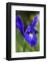 Dutch Iris Professor Blaauw, Glistens after Rain in the Garden-lovleah-Framed Photographic Print