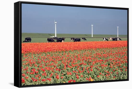 Dutch Landscape: A Dike with Windmills, Cows and Tulips-kruwt-Framed Stretched Canvas