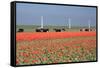 Dutch Landscape: A Dike with Windmills, Cows and Tulips-kruwt-Framed Stretched Canvas