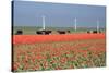 Dutch Landscape: A Dike with Windmills, Cows and Tulips-kruwt-Stretched Canvas
