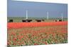 Dutch Landscape: A Dike with Windmills, Cows and Tulips-kruwt-Mounted Photographic Print