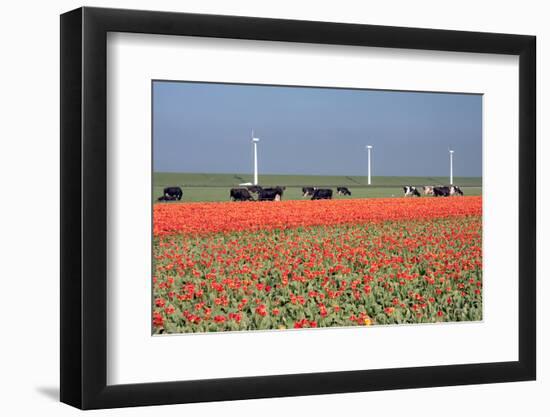 Dutch Landscape: A Dike with Windmills, Cows and Tulips-kruwt-Framed Photographic Print