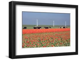 Dutch Landscape: A Dike with Windmills, Cows and Tulips-kruwt-Framed Photographic Print