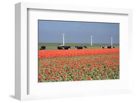 Dutch Landscape: A Dike with Windmills, Cows and Tulips-kruwt-Framed Photographic Print