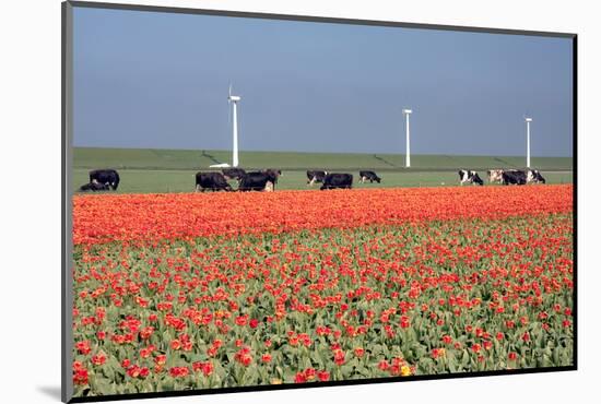 Dutch Landscape: A Dike with Windmills, Cows and Tulips-kruwt-Mounted Photographic Print