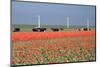 Dutch Landscape: A Dike with Windmills, Cows and Tulips-kruwt-Mounted Photographic Print