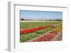 Dutch Landscape, Bulb Fields with White Tulips-Sandra van der Steen-Framed Photographic Print