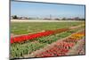 Dutch Landscape, Bulb Fields with White Tulips-Sandra van der Steen-Mounted Photographic Print