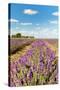 Dutch Landscape in the Flevopolder with Lavender in the Fields-Ivonnewierink-Stretched Canvas