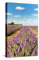 Dutch Landscape in the Flevopolder with Lavender in the Fields-Ivonnewierink-Stretched Canvas