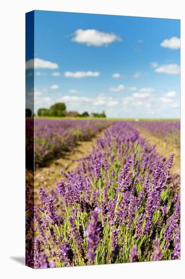 Dutch Landscape in the Flevopolder with Lavender in the Fields-Ivonnewierink-Stretched Canvas