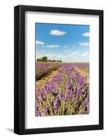 Dutch Landscape in the Flevopolder with Lavender in the Fields-Ivonnewierink-Framed Photographic Print