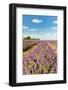 Dutch Landscape in the Flevopolder with Lavender in the Fields-Ivonnewierink-Framed Photographic Print