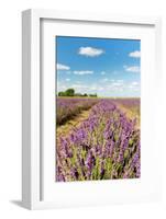 Dutch Landscape in the Flevopolder with Lavender in the Fields-Ivonnewierink-Framed Photographic Print