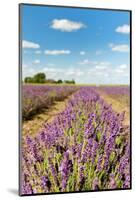 Dutch Landscape in the Flevopolder with Lavender in the Fields-Ivonnewierink-Mounted Photographic Print