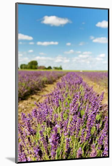 Dutch Landscape in the Flevopolder with Lavender in the Fields-Ivonnewierink-Mounted Photographic Print