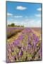 Dutch Landscape in the Flevopolder with Lavender in the Fields-Ivonnewierink-Mounted Photographic Print