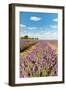 Dutch Landscape in the Flevopolder with Lavender in the Fields-Ivonnewierink-Framed Photographic Print