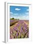 Dutch Landscape in the Flevopolder with Lavender in the Fields-Ivonnewierink-Framed Photographic Print