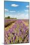 Dutch Landscape in the Flevopolder with Lavender in the Fields-Ivonnewierink-Mounted Photographic Print