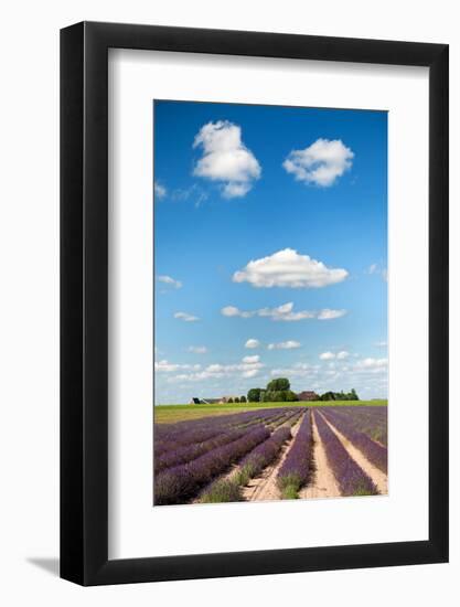 Dutch Landscape in the Flevopolder with Lavender in the Fields-Ivonnewierink-Framed Photographic Print