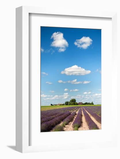 Dutch Landscape in the Flevopolder with Lavender in the Fields-Ivonnewierink-Framed Photographic Print