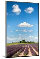 Dutch Landscape in the Flevopolder with Lavender in the Fields-Ivonnewierink-Mounted Photographic Print
