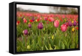 Dutch Landscape with Colorful Tulips in the Flower Fields-Ivonnewierink-Framed Stretched Canvas