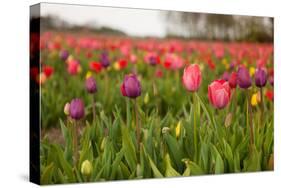 Dutch Landscape with Colorful Tulips in the Flower Fields-Ivonnewierink-Stretched Canvas