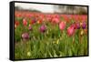 Dutch Landscape with Colorful Tulips in the Flower Fields-Ivonnewierink-Framed Stretched Canvas