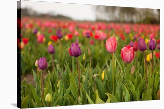 Dutch Landscape with Colorful Tulips in the Flower Fields-Ivonnewierink-Stretched Canvas
