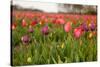 Dutch Landscape with Colorful Tulips in the Flower Fields-Ivonnewierink-Stretched Canvas