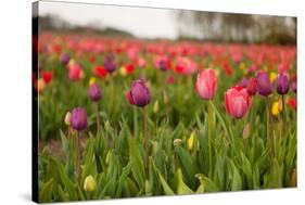 Dutch Landscape with Colorful Tulips in the Flower Fields-Ivonnewierink-Stretched Canvas