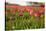 Dutch Landscape with Colorful Tulips in the Flower Fields-Ivonnewierink-Stretched Canvas