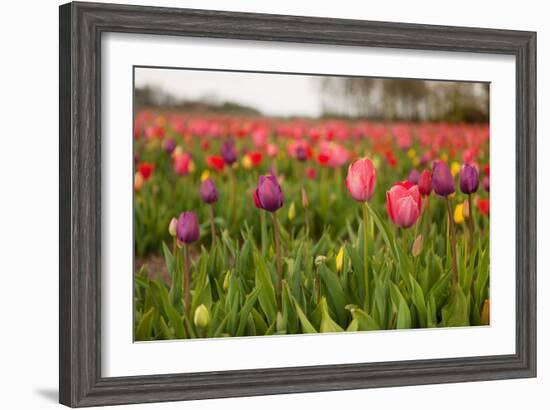 Dutch Landscape with Colorful Tulips in the Flower Fields-Ivonnewierink-Framed Photographic Print