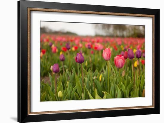 Dutch Landscape with Colorful Tulips in the Flower Fields-Ivonnewierink-Framed Photographic Print