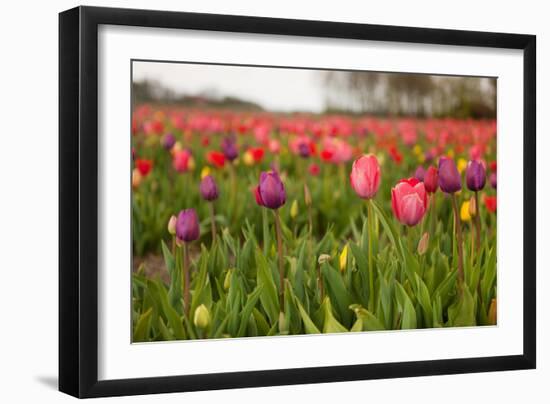 Dutch Landscape with Colorful Tulips in the Flower Fields-Ivonnewierink-Framed Photographic Print