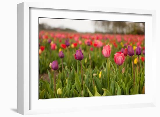 Dutch Landscape with Colorful Tulips in the Flower Fields-Ivonnewierink-Framed Photographic Print