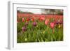 Dutch Landscape with Colorful Tulips in the Flower Fields-Ivonnewierink-Framed Photographic Print